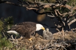 Bald-Eagle;Eagle;Feeding-Behavior;Haliaeetus-leucocephalus;Nest;aerie;chicks;fam